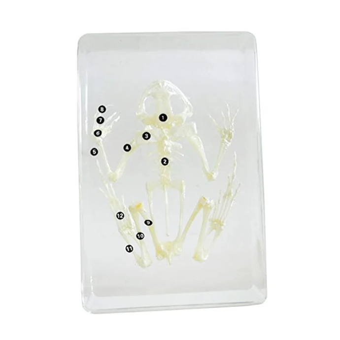 Frog&nbsp;Skeleton D422