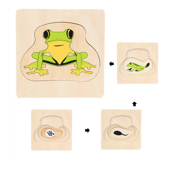 Life Cycle of Frog B430