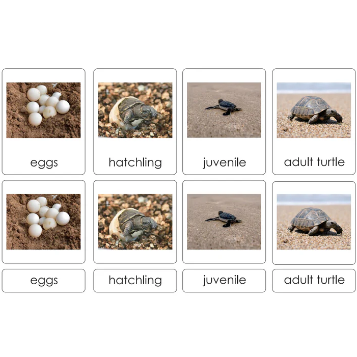 Sorting Cards-Turtle Life Cycle EN LTG93-1